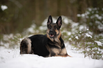 An East European Shepherd dog lies in the snow, looking alert. The dog is in a forest, and snow covers the ground and surrounding vegetation. It is daytime