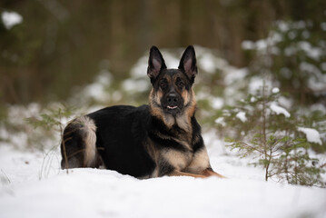 An East European Shepherd dog with black and tan fur lies down in the snowy ground. It is outdoors, near evergreens. The dog looks alert