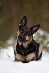 A young East European Shepherd dog is lying in a snowy field. The dog is looking at the camera and tilting its head slightly. The background has blurred trees