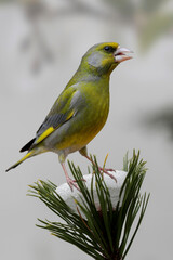 Grünfink (Chloris chloris) sitzt auf Kiefer mit Schnee