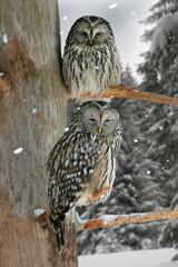 Habichtskauz oder Uralkauz (Strix uralensis) zwei Tiere sitzen auf Baum im Winter, Schneefall 