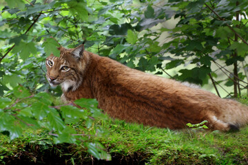 Eurasischer Luchs oder Nordluchs (Lynx lynx) liegt im Gras 