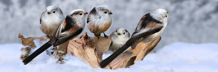 Schwanzmeise (Aegithalos caudatus) Gruppe auf Holz in Winterlandschaft, Panorama  © Aggi Schmid