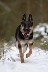 A happy East European Shepherd runs on a snowy path through the forest. The dog is looking forward with an open mouth and its tongue out. The weather seems cold, it is Winter