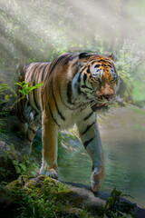Tiger (Panthera tigris) geht am Wasserrand im Nebel  © Aggi Schmid