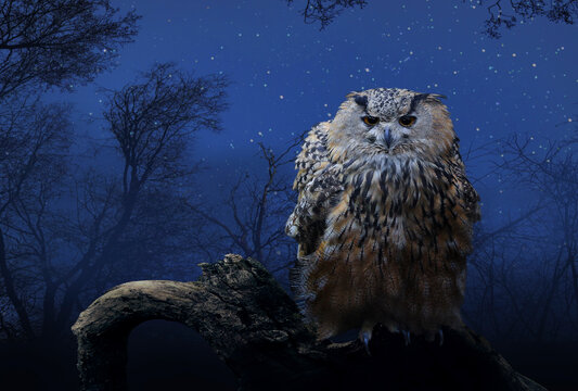 Uhu (Bubo bubo) sitzt auf Ast, Nacht, Sternenhimmel