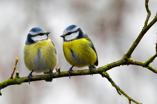 Blaumeise (Cyanistes caeruleus) zwei V&ouml;gel sitzen auf Ast