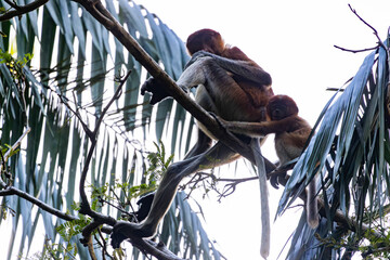 Los Asombrosos Narigudos de Borneo