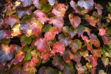 autumn leaves background