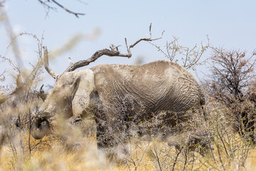 elephant in the wilderness of etosha np © Andreas