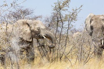 elephant in the wilderness of etosha np © Andreas