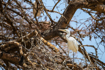 white great egret perching in tree of etosha np © Andreas