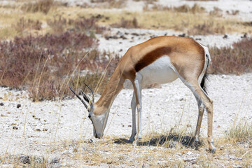 springbok in the dry wild of etosha national park