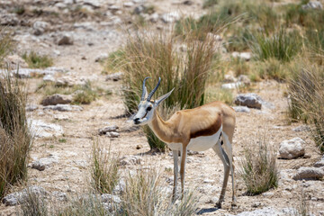 springbok in the dry wild of etosha national park