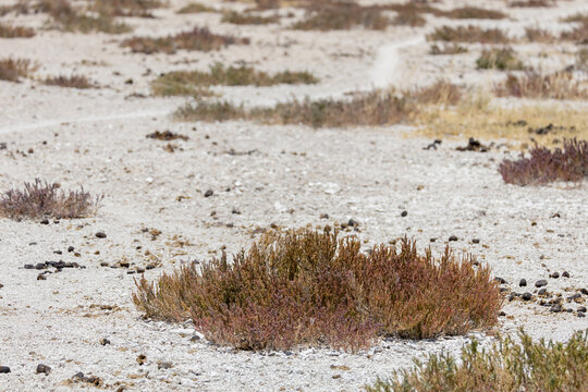 close up of sea-blites in etosha pan