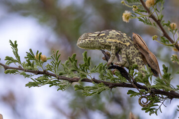 close up of chameleon hidden in tree 