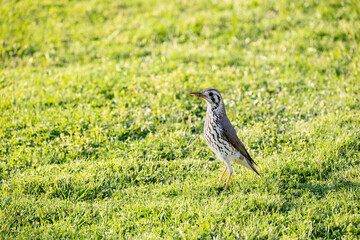 groundscraper thrush with food in its beak