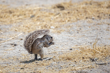 cape ground squirrel on dry ground of etosha np © Andreas