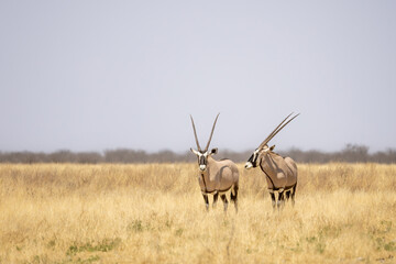 oryx antelopes in grassland of etosha np