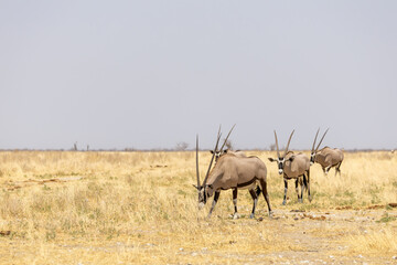oryx antelopes in grassland of etosha np