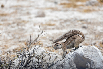 cape ground squirrel on dry ground of etosha np