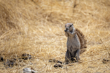 cape ground squirrel on dry ground of etosha np © Andreas