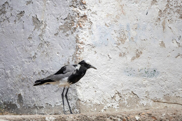 blacksmith plover on ground of etosha np © Andreas