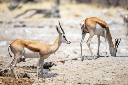 springboks in the wild of etosha np