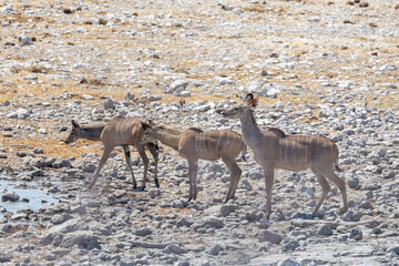 kudu cows at waterhole in etosha np © Andreas