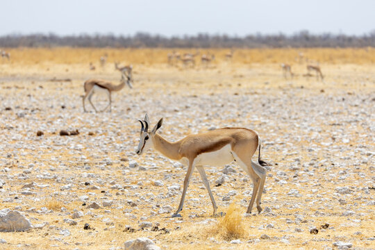 springboks in the wild of etosha np