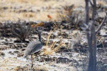 white-quilled bustard in the burned wild