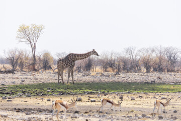 Giraffe in the wild of etosha