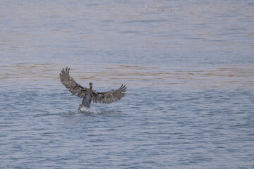 cormorant on water of oanob-dam in Namibia