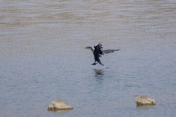 cormorant on water of oanob-dam in Namibia