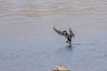 cormorant on water of oanob-dam in Namibia