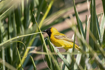 Lesser masked weaver perching on palm 