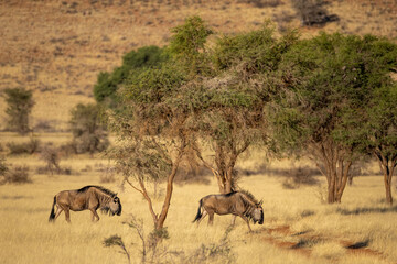 wildebeests in the wild of hardap region in namibia