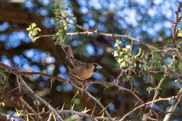 Sociable weaver perching on branch