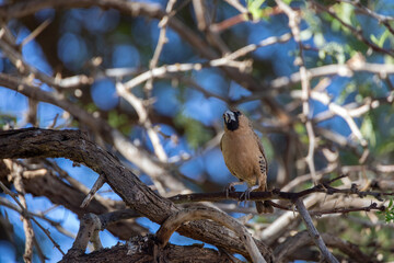 Sociable weaver perching on branch