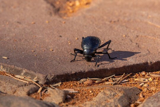 fog-basking beetle on ground of hardap region