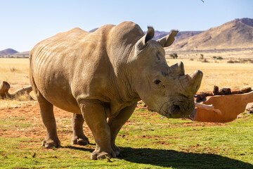 Obraz premium close up of white rhinoceros onwater hole in the hardap region of namibia