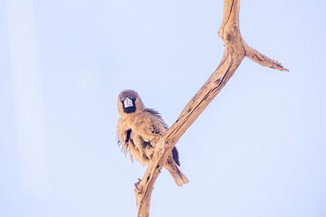 Sociable weaver perching on branch against blue sky