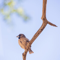 Sociable weaver perching on branch against blue sky