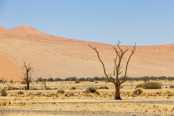 Fototapeta premium dead tree against red dunes in sossusvlei