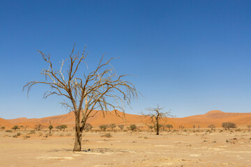 dead tree against red dunes in sossusvlei
