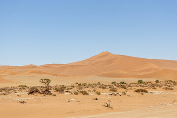 camel thorn amidst red sand in sossusvlei