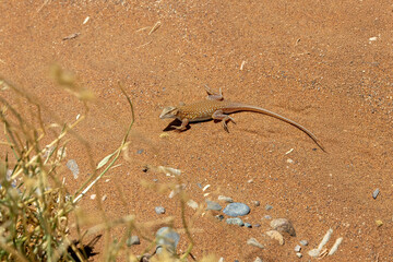 close up of namib sand diver; also known as shovel-snouted lizard