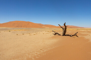 dead tree against red dunes in sossusvlei