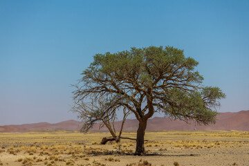 Fototapeta premium camel thorn against dune in sossusvlei