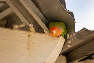 Rosy-faced lovebird under roof of building